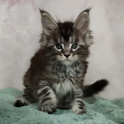 Maine Coon kitten