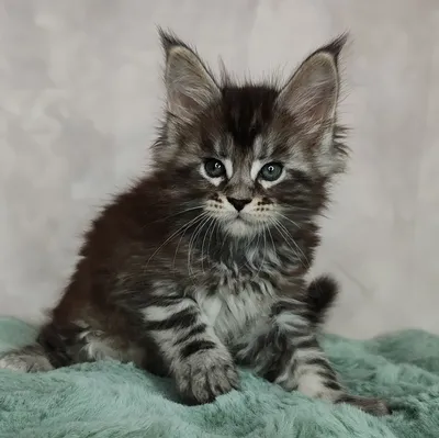 Maine Coon kitten