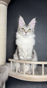 Afina