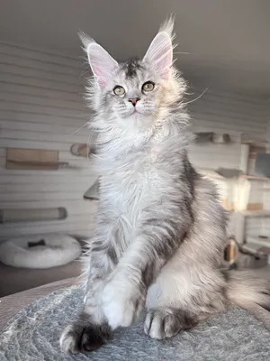 Maine Coon kitten