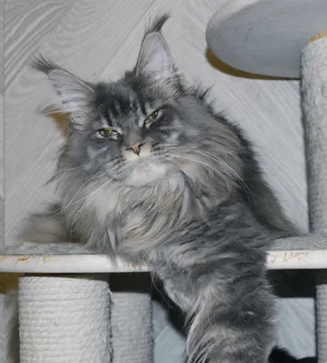 Maine Coon kitten