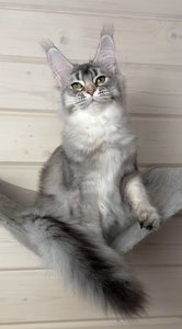 Benji
