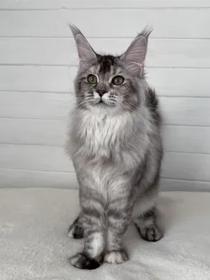 Maine Coon kitten