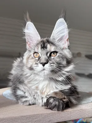 Maine Coon kitten